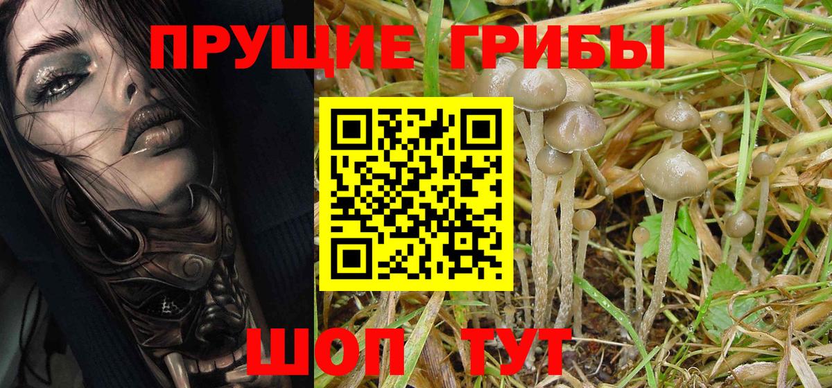 Советск  Псилоцибиновые грибы Psilocybine cubensis  Вход с VPN 